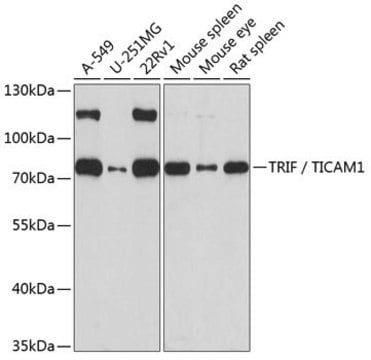 Anti-TRIF/TICAM1 antibody produced in rabbit