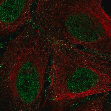 Anti-ARID1B antibody produced in rabbit Prestige Antibodies&#174; Powered by Atlas Antibodies, affinity isolated antibody