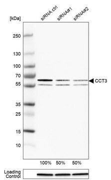 Anti-CCT3 antibody produced in rabbit Prestige Antibodies&#174; Powered by Atlas Antibodies, affinity isolated antibody, buffered aqueous glycerol solution