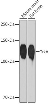 Anti-TrkA Antibody, clone 9F4Y9, Rabbit Monoclonal