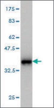 Monoclonal Anti-S100A8 antibody produced in mouse clone 2H2, purified immunoglobulin, buffered aqueous solution