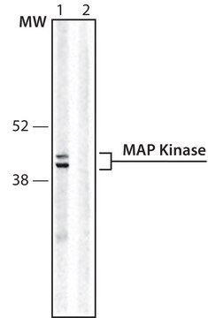 Monoclonal Anti-MAP Kinase, Activated/monophosphorylated (Phosphothreonine ERK-1&amp;2) antibody produced in mouse ~2&#160;mg/mL, clone ERK-PT115, purified immunoglobulin, buffered aqueous solution