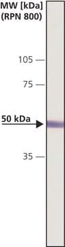 Anti-CaM Kinase II&#945; (CaMKII&#945;) antibody produced in rabbit IgG fraction of antiserum, buffered aqueous solution