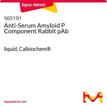 Anti-Serum Amyloid P Component Rabbit pAb liquid, Calbiochem&#174;