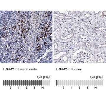 Anti-TRPM2 antibody produced in rabbit Prestige Antibodies&#174; Powered by Atlas Antibodies, affinity isolated antibody, buffered aqueous glycerol solution