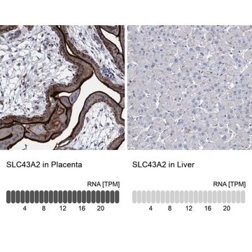 Anti-SLC43A2 antibody produced in rabbit Prestige Antibodies&#174; Powered by Atlas Antibodies, affinity isolated antibody, buffered aqueous glycerol solution