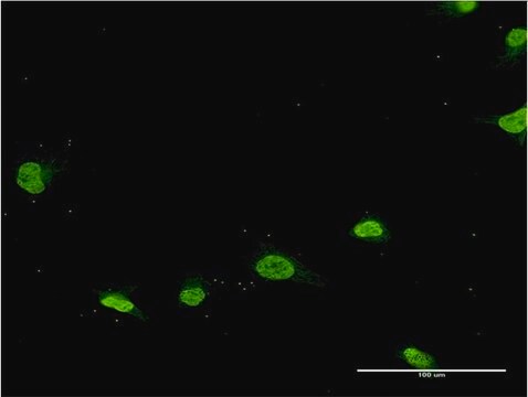 Monoclonal Anti-PSMB8, (C-terminal) antibody produced in mouse clone 1G7, purified immunoglobulin, buffered aqueous solution