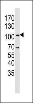 ANTI-LGR5/GPR49 (N-TERM) antibody produced in rabbit IgG fraction of antiserum, buffered aqueous solution