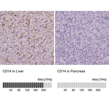 Monoclonal Anti-CD14 antibody produced in mouse Prestige Antibodies&#174; Powered by Atlas Antibodies, clone CL1638, purified immunoglobulin, buffered aqueous glycerol solution