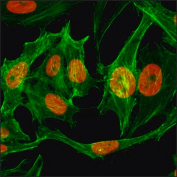 Anti-Monomethyl-Histone H3 (Lys9) antibody, Rabbit monoclonal recombinant, expressed in HEK 293 cells, clone RM150, purified immunoglobulin