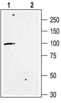 Anti-Potassium Channel KCa2.3, (C-term) (Small-conductance Ca2+-activated Potassium Channel 3) antibody produced in rabbit affinity isolated antibody, lyophilized powder