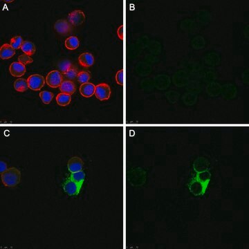 Anti-Fusion Glycoprotein of HPIV 3 Antibody