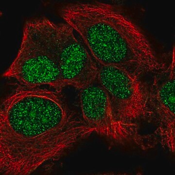 Anti-LRP10 antibody produced in rabbit Prestige Antibodies&#174; Powered by Atlas Antibodies, affinity isolated antibody, buffered aqueous glycerol solution