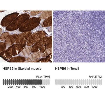 Anti-HSPB6 antibody produced in rabbit Prestige Antibodies&#174; Powered by Atlas Antibodies, affinity isolated antibody, buffered aqueous glycerol solution