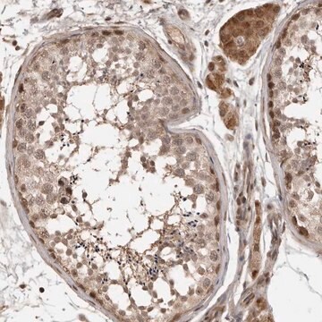 Anti-CLOCK antibody produced in rabbit Prestige Antibodies&#174; Powered by Atlas Antibodies, affinity isolated antibody, buffered aqueous glycerol solution