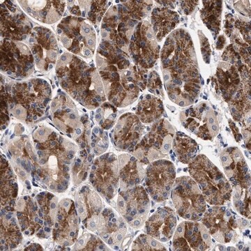 Anti-NEK7 antibody produced in rabbit Prestige Antibodies&#174; Powered by Atlas Antibodies, affinity isolated antibody, buffered aqueous glycerol solution