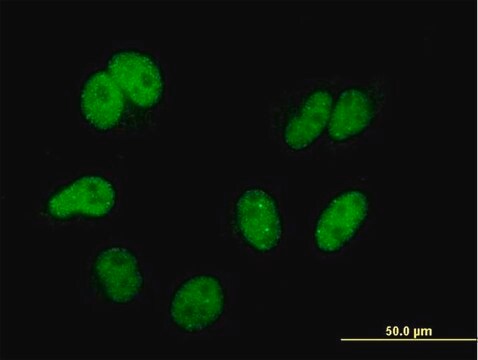 Monoclonal Anti-CAND1, (N-terminal) antibody produced in mouse clone 4D10, purified immunoglobulin, buffered aqueous solution