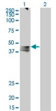 Monoclonal Anti-AVPR1A antibody produced in mouse clone 7B8, ascites fluid