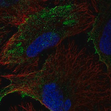 Anti-PTRF antibody produced in rabbit Prestige Antibodies&#174; Powered by Atlas Antibodies, affinity isolated antibody