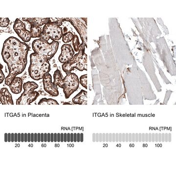 Monoclonal Anti-ITGA5 antibody produced in mouse Prestige Antibodies&#174; Powered by Atlas Antibodies, clone CL6951, purified immunoglobulin, buffered aqueous glycerol solution