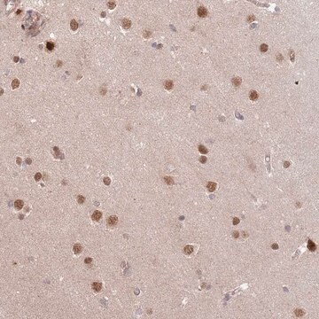 Anti-HAUS3 antibody produced in rabbit Prestige Antibodies&#174; Powered by Atlas Antibodies, affinity isolated antibody, buffered aqueous glycerol solution