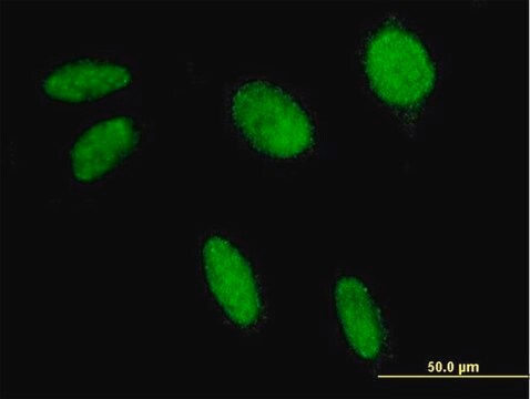 ANTI-FLI1 antibody produced in mouse clone 2F3, purified immunoglobulin, buffered aqueous solution