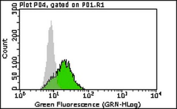 Anti-p62 (Sequestosome-1) Antibody, clone 11C9.2 clone 11C9.2, from mouse