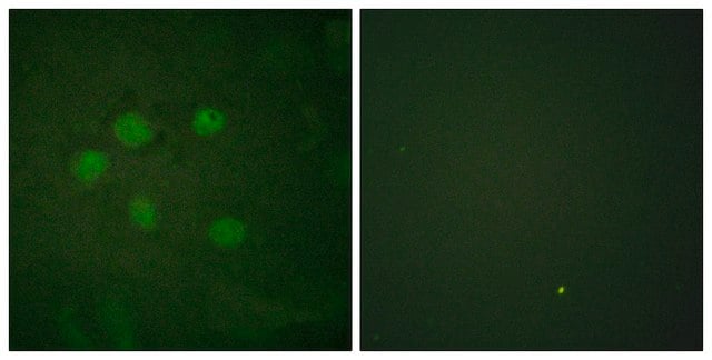 Anti-AOS1 antibody produced in rabbit affinity isolated antibody