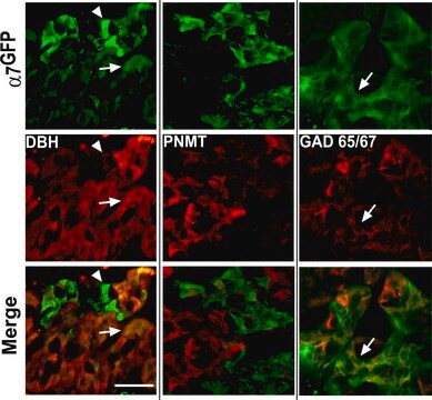 Anti-Glutamic Acid Decarboxylase 65/67 antibody produced in rabbit IgG fraction of antiserum, buffered aqueous solution