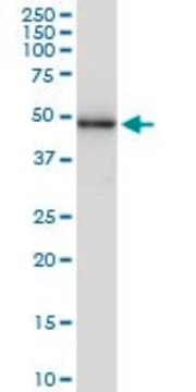 Monoclonal Anti-SESN3 antibody produced in mouse clone 2C9, purified immunoglobulin, buffered aqueous solution