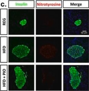 Anti-Nitrotyrosine Antibody Chemicon&#174;, from rabbit