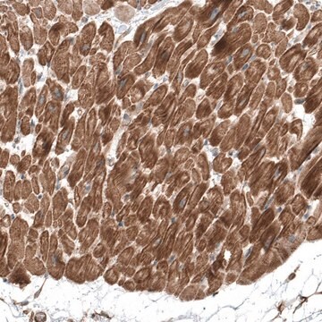 Anti-TCAP antibody produced in rabbit Prestige Antibodies&#174; Powered by Atlas Antibodies, affinity isolated antibody, buffered aqueous glycerol solution