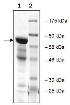 RbBP5 human recombinant, expressed in E. coli, &#8805;65% (SDS-PAGE)