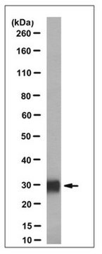 Anti-Lin28A Antibody, clone 35L33G clone 35L33G, from mouse