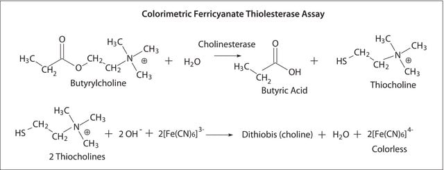 Butyrylcholinesterase from equine serum Suitable for manufacturing of diagnostic kits and reagents, &#8805;900&#160;units/mg protein