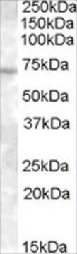 Anti-ABCE1/ RNase L Inhibitor antibody produced in goat affinity isolated antibody, buffered aqueous solution