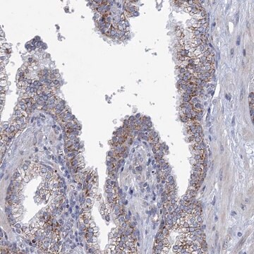 Anti-NDUFC2 antibody produced in rabbit Prestige Antibodies&#174; Powered by Atlas Antibodies, affinity isolated antibody, buffered aqueous glycerol solution