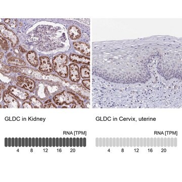 Anti-GLDC antibody produced in rabbit Prestige Antibodies&#174; Powered by Atlas Antibodies, affinity isolated antibody, buffered aqueous glycerol solution