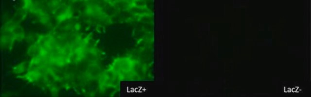 BioTracker 519 Green &#946;-Gal Dye Live cell imaging dye for &#946;-galactosidase (&#946;-gal) used to detect LacZ reporter gene expression and cellular senescence (SA-&#946;-gal).