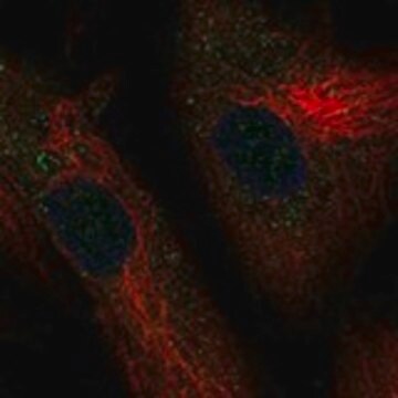 Anti-ADAMTSL1 antibody produced in rabbit Prestige Antibodies&#174; Powered by Atlas Antibodies, affinity isolated antibody, buffered aqueous glycerol solution