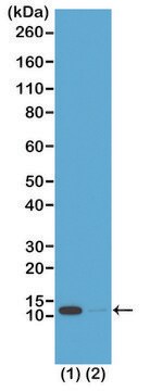 Anti-Acetyl-Histone H4 (Lys16) antibody, Rabbit monoclonal recombinant, expressed in HEK 293 cells, clone RM204, purified immunoglobulin