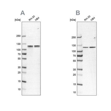 Anti-CAPRIN1 antibody produced in rabbit Prestige Antibodies&#174; Powered by Atlas Antibodies, affinity isolated antibody