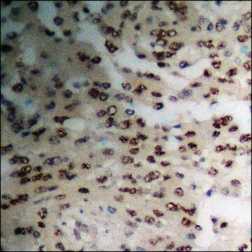 Anti-phospho-TIE2 (pTyr1108) antibody produced in rabbit affinity isolated antibody