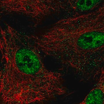 Anti-NR0B1 antibody produced in rabbit Prestige Antibodies&#174; Powered by Atlas Antibodies, affinity isolated antibody