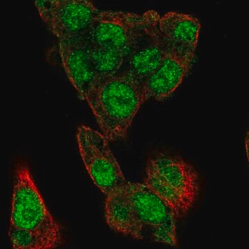 Anti-MLXIPL antibody produced in rabbit Prestige Antibodies&#174; Powered by Atlas Antibodies, affinity isolated antibody