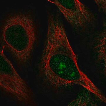 Anti-C8orf59 antibody produced in rabbit Prestige Antibodies&#174; Powered by Atlas Antibodies, affinity isolated antibody