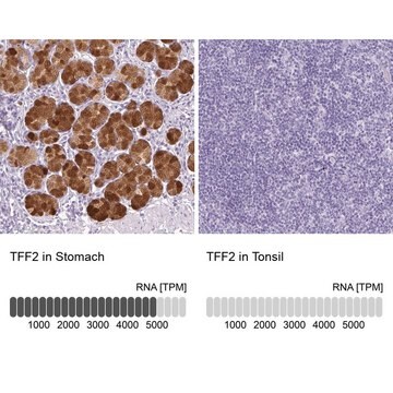 Anti-TFF2 antibody produced in rabbit Prestige Antibodies&#174; Powered by Atlas Antibodies, affinity isolated antibody, buffered aqueous glycerol solution