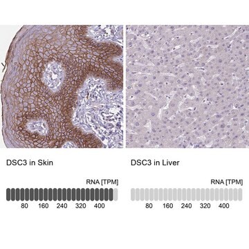 Anti-DSC3 antibody produced in rabbit Prestige Antibodies&#174; Powered by Atlas Antibodies, affinity isolated antibody, buffered aqueous glycerol solution