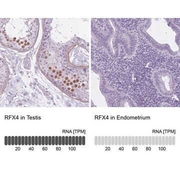 Anti-RFX4 antibody produced in rabbit Prestige Antibodies&#174; Powered by Atlas Antibodies, affinity isolated antibody, buffered aqueous glycerol solution