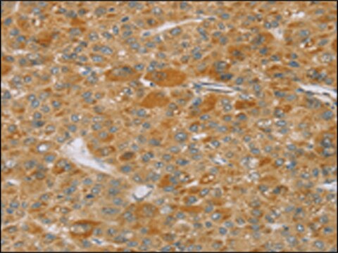 Anti-TP53I11 affinity isolated antibody